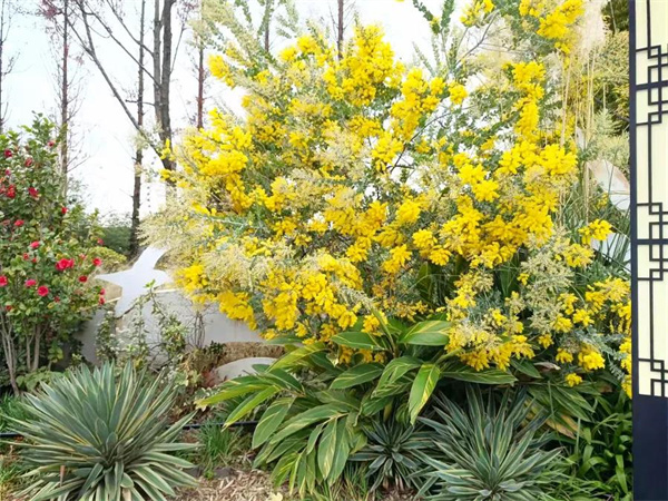 尋花覓影的小小滿足！捕捉大觀樓公園里的“芳蹤”|春城冬韻·繁花